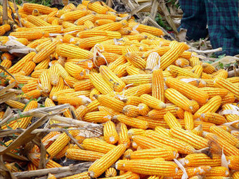 OGM : comment une étude bidonnée par Monsanto a été validée par les autorités sanitaires | Questions de développement ... | Scoop.it