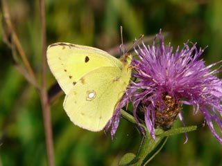 Nos jardins à la loupe : inventaire de la faune commune des jardins de Franche-Comté | Les Colocs du jardin | Scoop.it