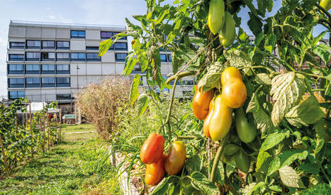 L'agriculture urbaine dans les grandes métropoles - Analyse comparative des projets et outils | ESPACES VEGETALISES URBAINS | Scoop.it