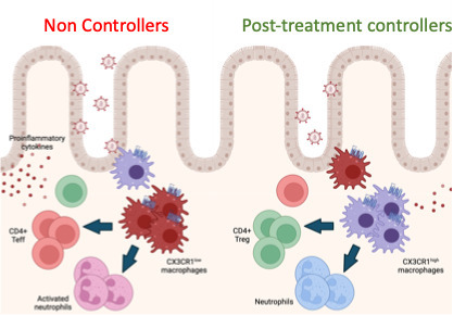 Des macrophages intestinaux associ&eacute;s au contr&ocirc;le du VIH apr&egrave;s arr&ecirc;t du traitement | Life Sciences Universit&eacute; Paris-Saclay | Scoop.it