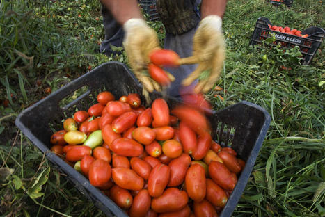 Italie: Faut-il régulariser les migrants pour sauver l’agriculture italienne ? | CIHEAM Press Review | Scoop.it