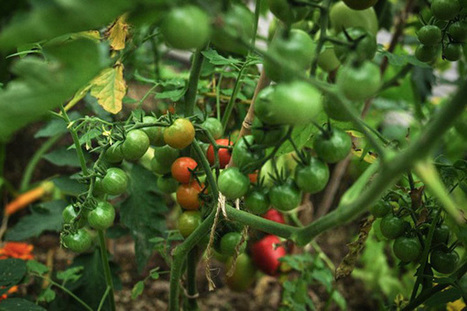 Food for thought&hellip; and peace | YOUR FOOD, YOUR ENVIRONMENT, YOUR HEALTH: #Biotech #GMOs #Pesticides #Chemicals #FactoryFarms #CAFOs #BigFood | Scoop.it