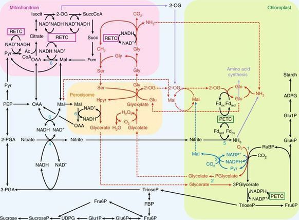 Manganese binding to Rubisco could drive a phot...
