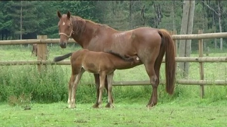 L&rsquo;institut du cheval a &eacute;chou&eacute; - France 3 Limousin | Cheval et Nature | Scoop.it