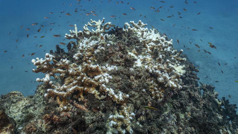 Réchauffement climatique : les grands récifs coralliens meurent-ils plus vite que prévu ? | Biodiversité - @ZEHUB on Twitter | Scoop.it