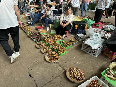 Yunnan Discovery | 木水花野生菌市场 Mushuihua mushroom market in Kunming | Kunming-Yunnan | Scoop.it