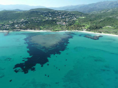 Parc marin du Cap Corse et de l'Agriate : un équilibre à trouver entre protection de la biodiversité et fréquentation | Biodiversité | Scoop.it