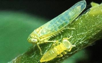 News: Potato leafhoppers ravaging alfalfa crops in Ontario (2012) | Plants and Microbes | Scoop.it