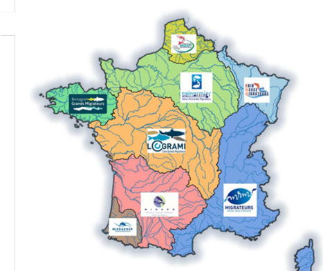 Publication des premiers indicateurs nationaux sur les poissons migrateurs -&nbsp;LOGRAMI | Biodiversit&eacute; | Scoop.it