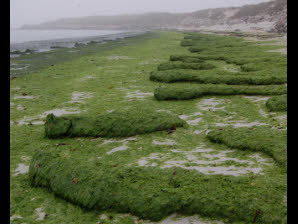 Algues vertes à Guissény. Le plan de lutte validé | water news | Scoop.it