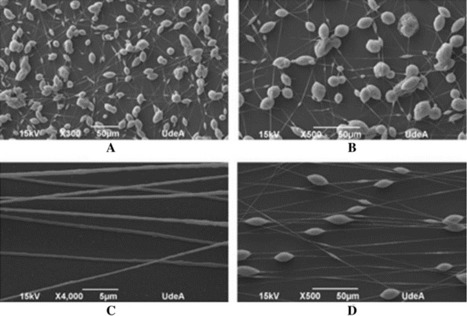 Manufacture of Microfibers of Polyhydroxyalkanoate from Cassava Peel Waste by Electrospinning | iBB | Scoop.it