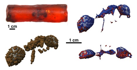 Révéler la composition chimique en 3D de fossiles organiques entiers | INEE | EntomoNews | Scoop.it