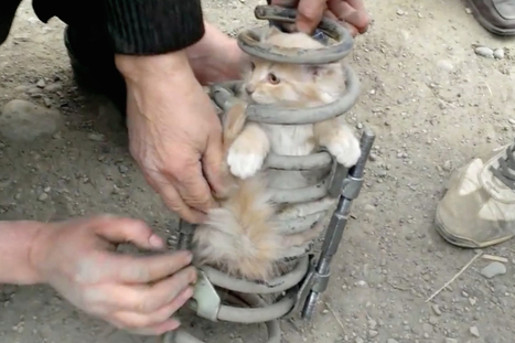 Cat Saved After Riding 50 Miles in Truck Suspension Spring | Communications Major | Scoop.it