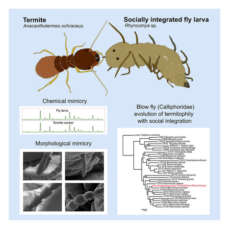 Des larves de mouche se déguisent en termite pour infiltrer les colonies | EntomoNews | Scoop.it