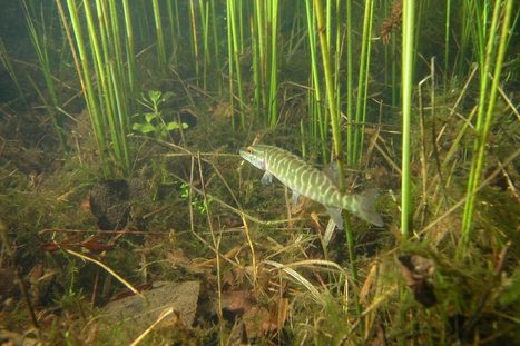 Une espèce de poissons d'eau douce sur cinq menacée en France métropolitaine | Biodiversité | Scoop.it