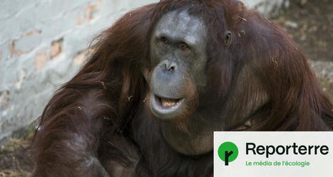 Un orang-outan fabrique sa propre pommade, du jamais-vu | Biodiversité - @ZEHUB on Twitter | Scoop.it