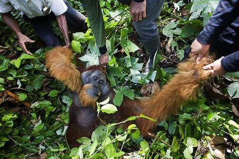 SUMATRAN RAINFORESTS RAVAGED WITH ALL LIFE WITHIN IT - FOR INVASIVE PALM OIL | BIODIVERSITY IS LIFE  – | Scoop.it