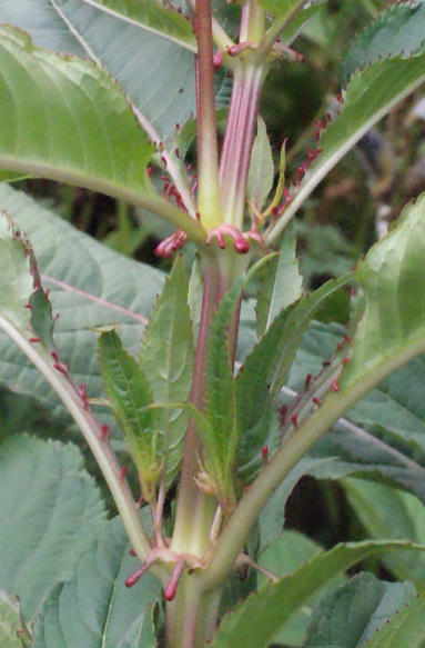 L'ECHO DEMETER : L&rsquo;expansion de la balsamine de l&rsquo;Himalaya&nbsp;depuis le XIXe&nbsp; | L'ECHO DEMETER | Scoop.it
