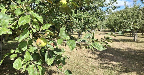 "Je n'ai jamais connu &ccedil;a" : la production de cidre en forte baisse en Loire-Atlantique, apr&egrave;s un &eacute;t&eacute; tr&egrave;s sec - ICI | Agriculture en Pays de la Loire | Scoop.it