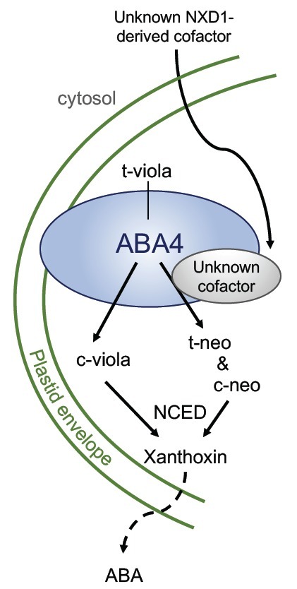 Une analyse génétique révèle la double fonction du gène ABSCISIC ACID DEFICIENT4 dans la synthèse des deux derniers caroténoïdes précurseurs d’une hormone végétale, l’acide abscissique | Life Sciences Université Paris-Saclay | Scoop.it