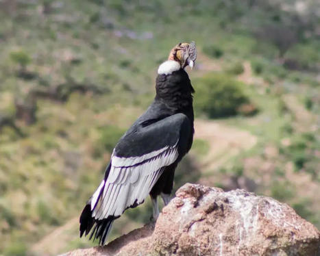 Andean Condor - Facts, Diet, Habitat & Pictures on Animalia.bio | Galapagos | Scoop.it