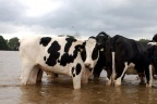Pollution de l'eau: le bétail interdit d'accès aux cours d'eau dès avril 2013 | Toxique, soyons vigilant ! | Scoop.it