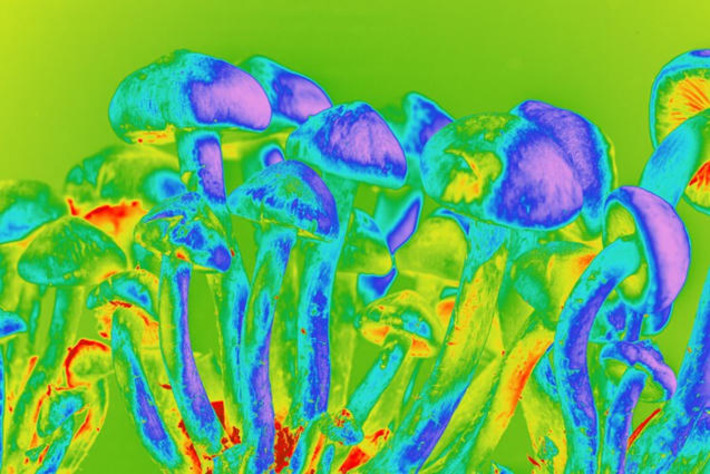 Psilocybin could prevent common and debilitating chemotherapy side effect | The Health Report | Scoop.it