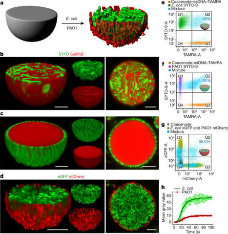 Living material assembly of bacteriogenic protocells | SynBioFromLeukipposInstitute | Scoop.it