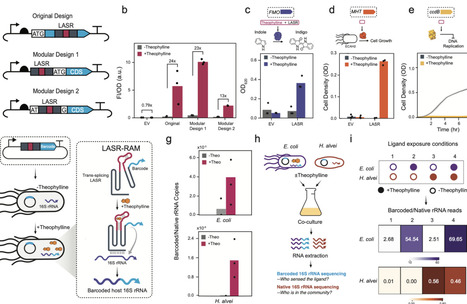 High-throughput engineering of ligand-activated splicing ribozyme through domain insertion | brvsb | RMH | Scoop.it