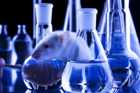 Is animal testing on the way out for the beauty industry?  | Sustainable Procurement & CSR News - Cosmetics Industry | Scoop.it