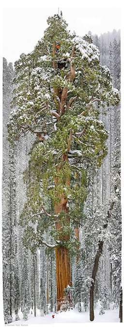 GoodNews ! Cet arbre vieux de 3200 ans est tellement grand qu'il n'avait jamais été pris en photo en entier jusqu'à présent | KILUCRU | Scoop.it