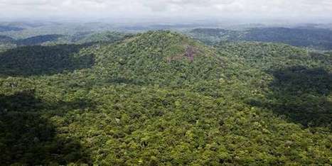 Les forêts, poumons de la lutte mondiale contre le réchauffement climatique | Biodiversité | Scoop.it