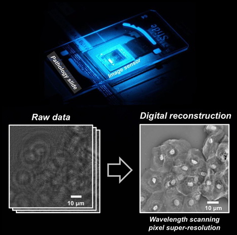 A new technique for super-resolution digital microscopy using lens-free holograms | Amazing Science | Scoop.it