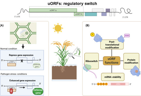 Small but mighty: emerging roles of uORFs in plants | Tin | RMH | Scoop.it