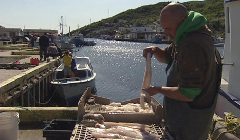 Some fish species may never bounce back, says study | Coastal Restoration | Scoop.it