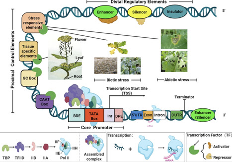 Molecular Switches in Plant Stress Adaptation: The Function and Engineering of Inducible Promoters | acs | RMH | Scoop.it