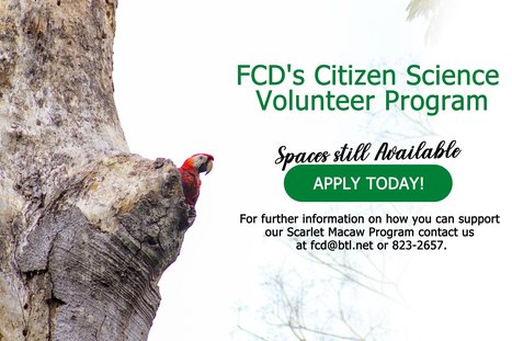 FCD Citizen Science Volunteer Program | Cayo Scoop!  The Ecology of Cayo Culture | Scoop.it