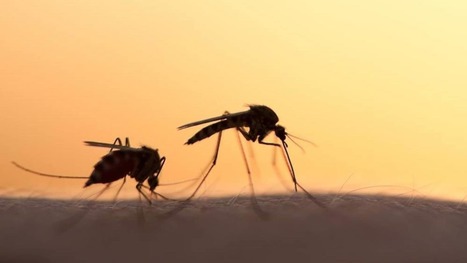 2018, l'année où le plus de Québécois ont été infectés par le virus du Nil | EntomoNews | Scoop.it