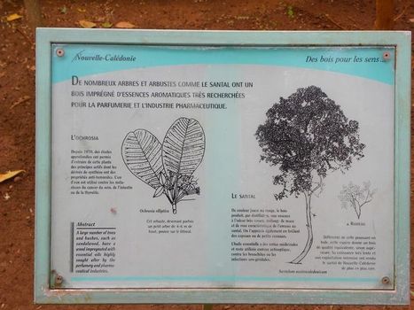 Danièle Festy: Quelles huiles essentielles contre la cystite chez une ado ? | Aromathologie | Scoop.it