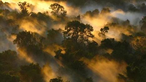 Carbon-storing Amazon forest is losing its touch | Timberland Investment | Scoop.it