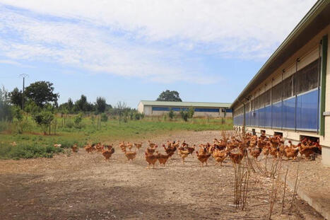 Ventiler ses b&acirc;timents en volailles Label rouge | SCIENCES DE L' ANIMAL | Scoop.it