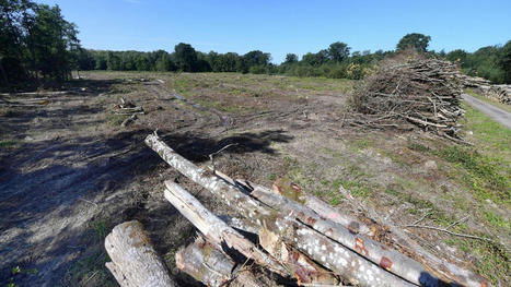 Pourquoi les coupes vont malheureusement s&rsquo;acc&eacute;l&eacute;rer dans les for&ecirc;ts du Boulonnais | Actu environnement en HdF | Scoop.it