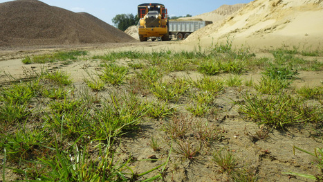 Chantiers, carrières, friches urbaines… Quelle gestion pour la nature temporaire ? Agence française pour la biodiversité | PAYSAGE ET TERRITOIRES | Scoop.it