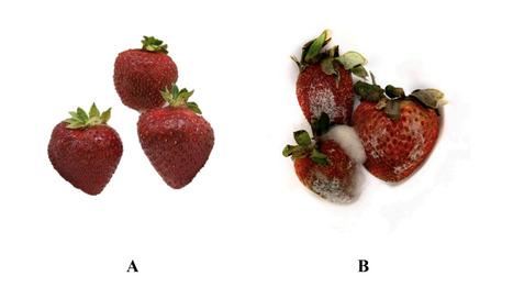 Original Paper in Future Foods • Duarte Sierra Lab 2024 • Use of reuterin to inhibit mold growth and preserve quality attributes of strawberries during cold storage | Originals | Scoop.it