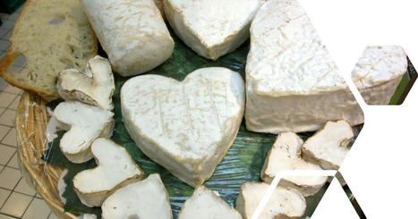 Au cœur de la fabrication du Neufchâtel, le célèbre fromage normand | Lait de Normandie... et d'ailleurs | Scoop.it