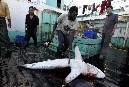 Deep sea slaughter aboard a Chinese longliner | OUR OCEANS NEED US | Scoop.it