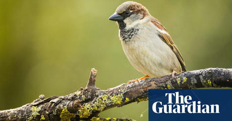 House sparrow tops Big Garden Birdwatch charts for 21st year in a row | RSPB Big Garden Birdwatch | The Guardian | Coastal Restoration | Scoop.it