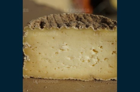 La lentille verte du Puy et le fromage aux artisons à l’honneur sur TV5 Monde | Variétés entomologiques | Scoop.it