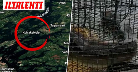 “En olisi kyllä uskaltanut koskea!” – Lappeenrantalaisella Jyrkillä pomppasi sydän kurkkuun, kun katsoi katiskaan | 1Uutiset - Lukemisen tähden | Scoop.it