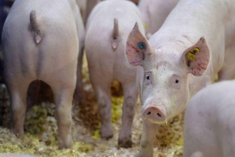 Agriculture. Dans la filière porcine, la France est mieux armée face aux aléas | Actualité Bétail | Scoop.it